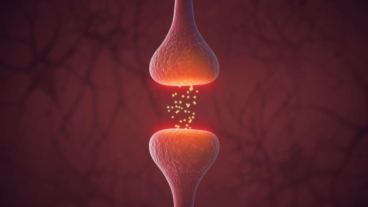 Neurotransmitter: Erklärung und Wirkung dieser Botenstoffe